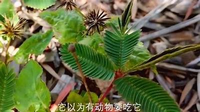 含害草成人视频免费观看